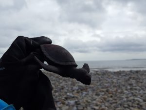 Little rubber turtle 'treasure!'